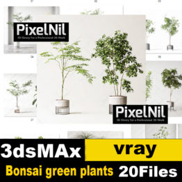 Bonsai green plants