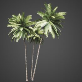 PALM TREE 02