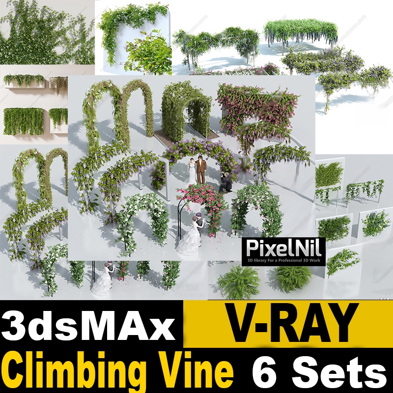 Climbing vine